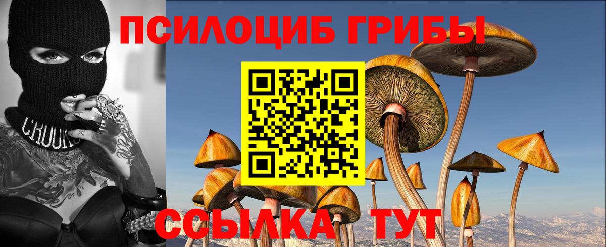 Махачкала  Галлюциногенные грибы Psilocybe  Вход с VPN 